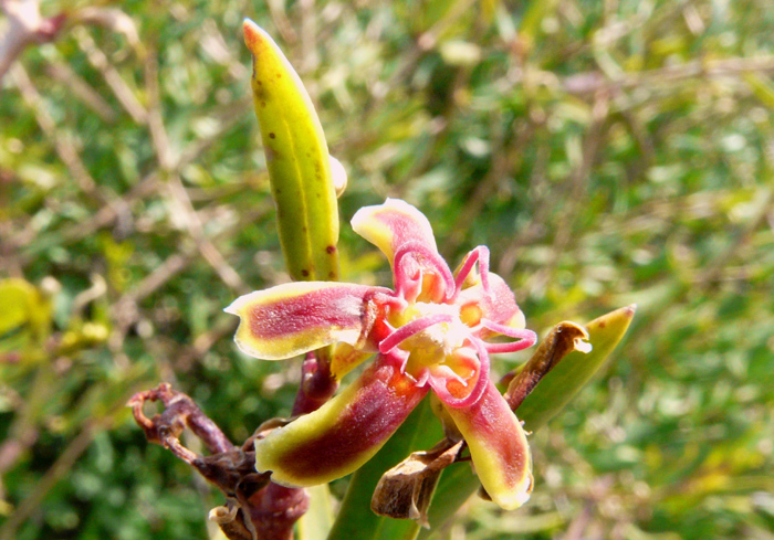 Periploca  angustifolia